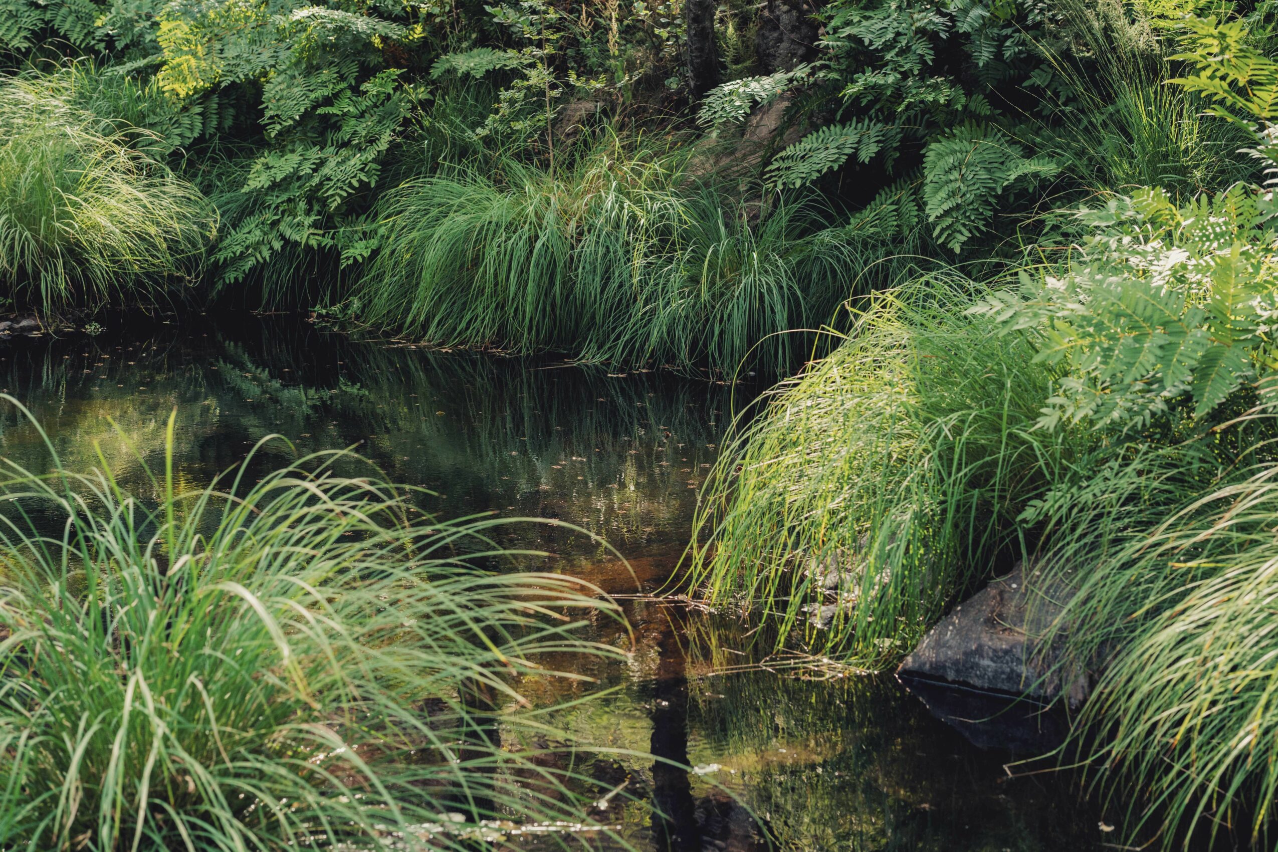 A pond surrounded by lush green plants and trees, with calm water reflecting the greenery.