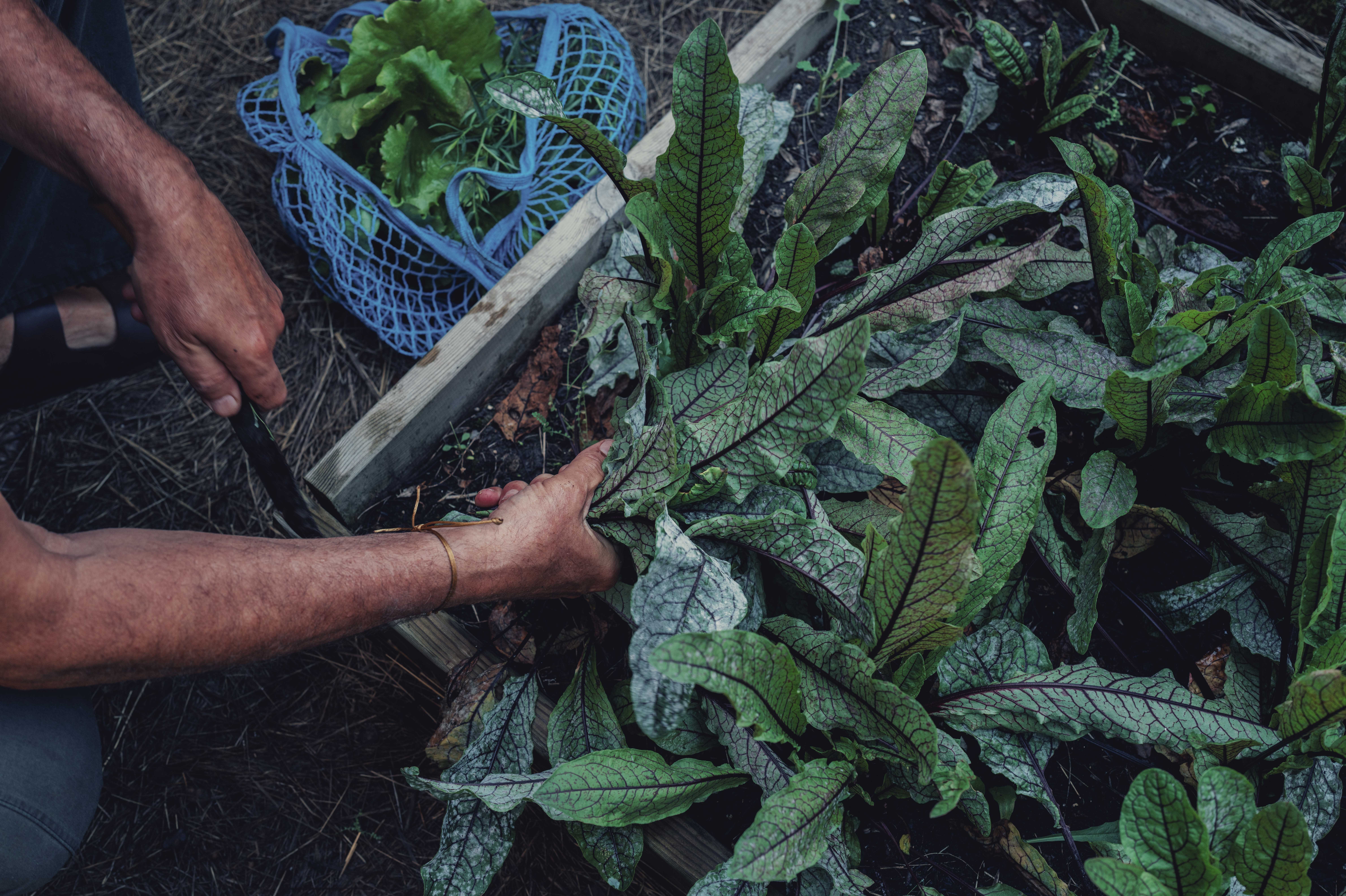 Person harvesting leafy greens in a garden with a blue basket nearby, soil visible on the ground.