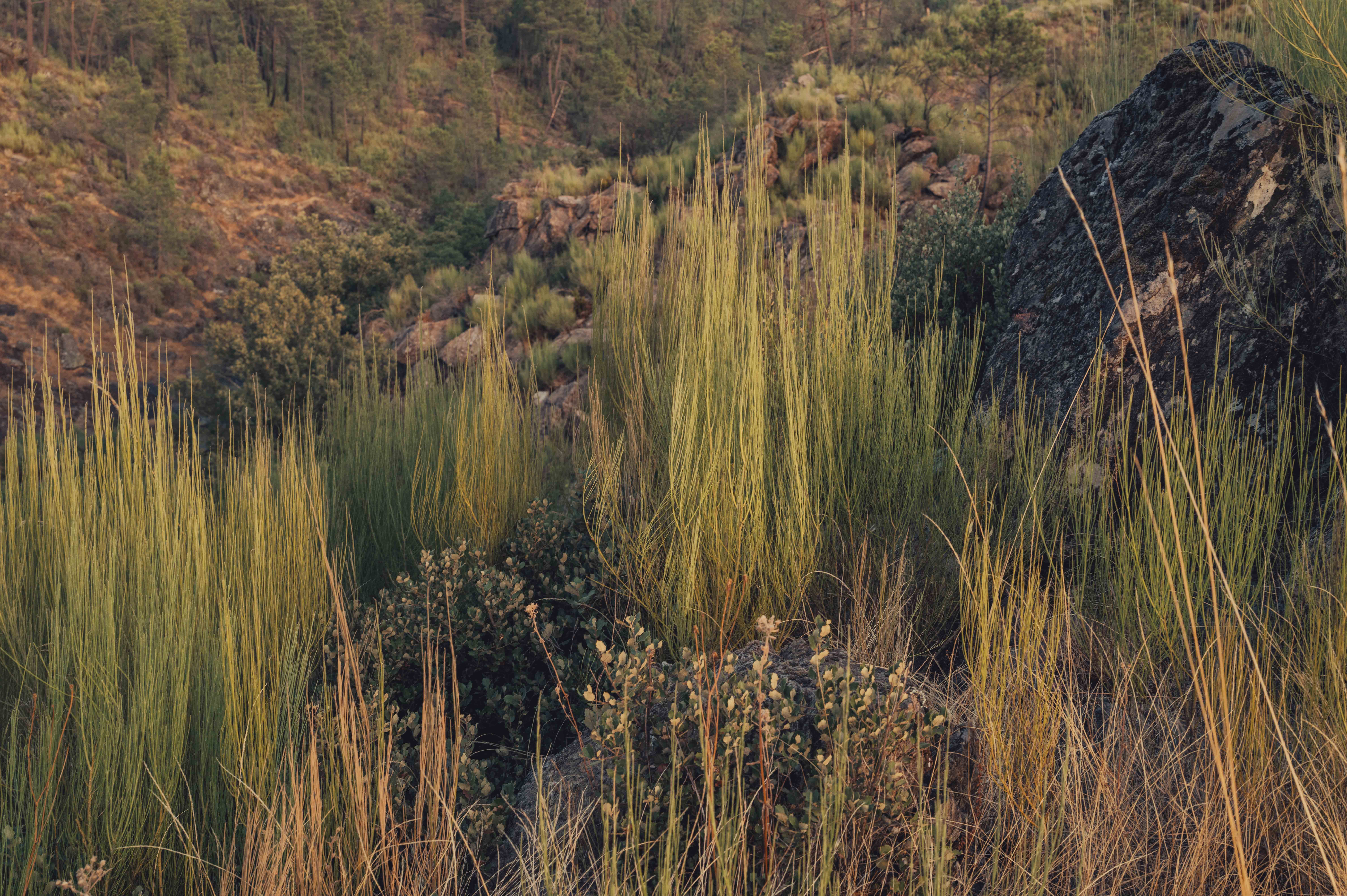 Natural landscape with tall grasses, rocks, and trees in the background, sunlight illuminating the scene.