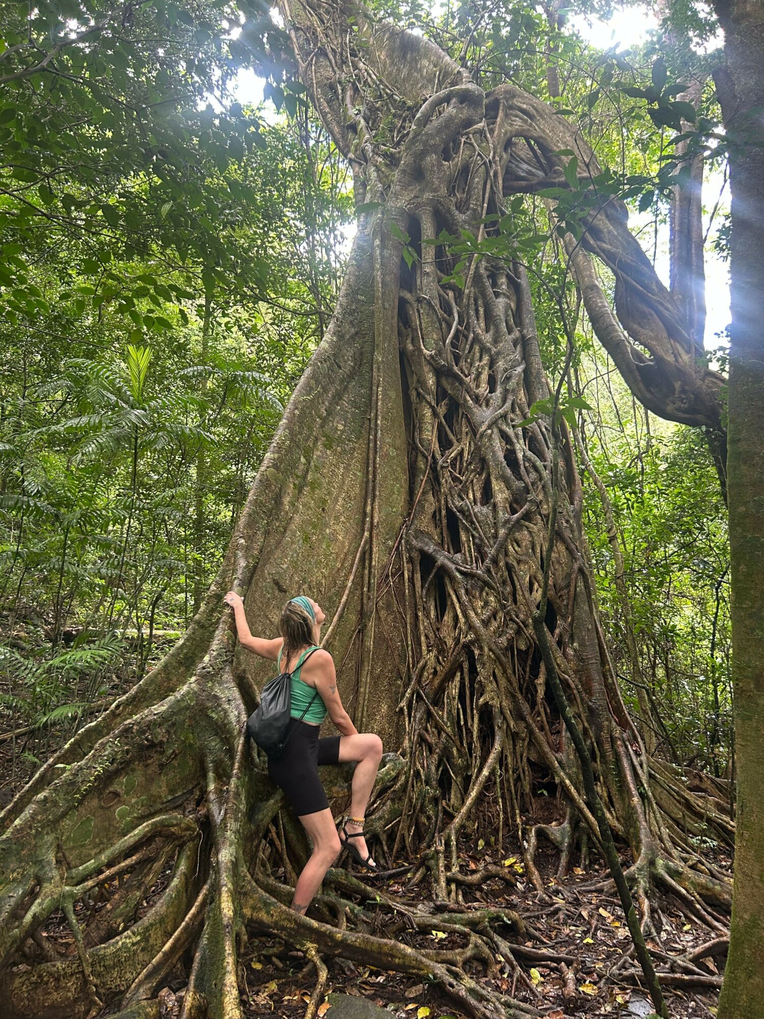 Person climbing a large tree with extensive roots and green foliage around.
