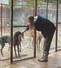 Person interacts with a dog inside a fenced enclosure, with other animals visible nearby, in an outdoor setting.